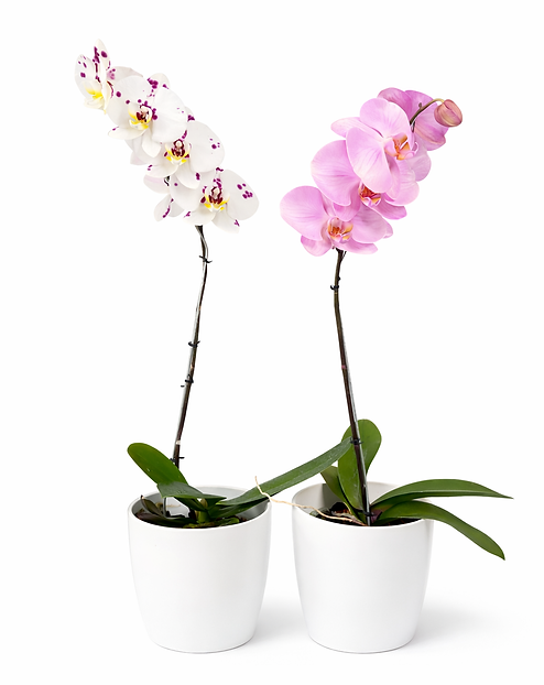 Orquídeas Phalaenopsis en macetas blancas.png