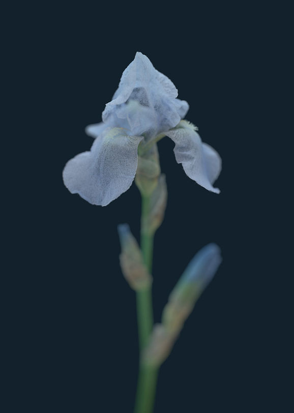 iris_blue.jpg