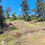 Miniatura: TERRENO LOS PINOS -LLANQUIHUE