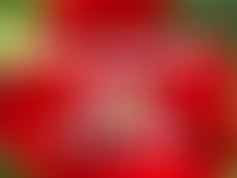 The Future Hope of Peace