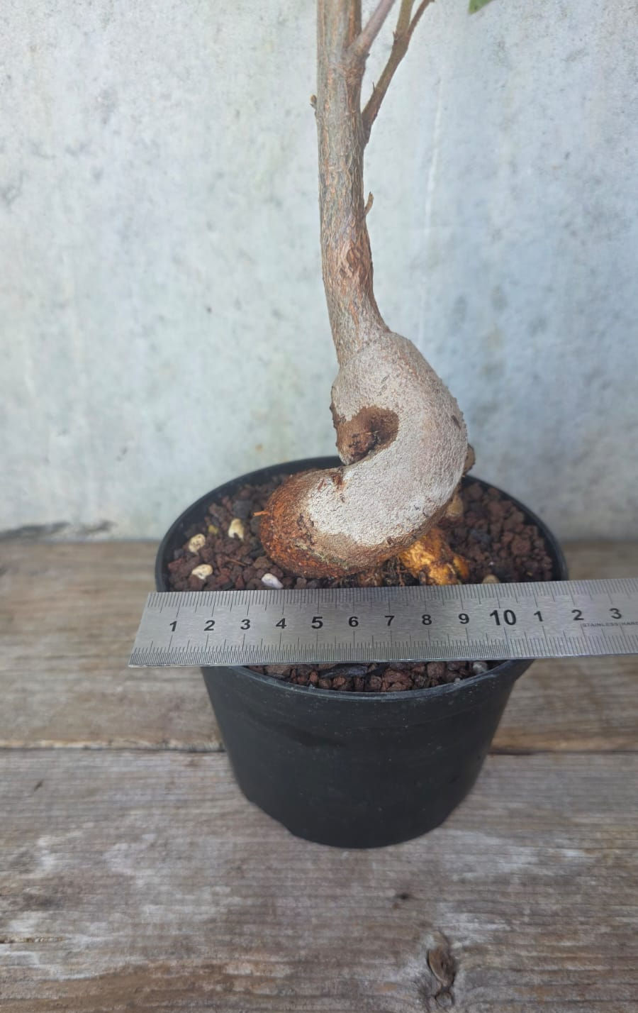Miniaturbild: Brachychiton bidwillii - Zwerg-Flammenbaum