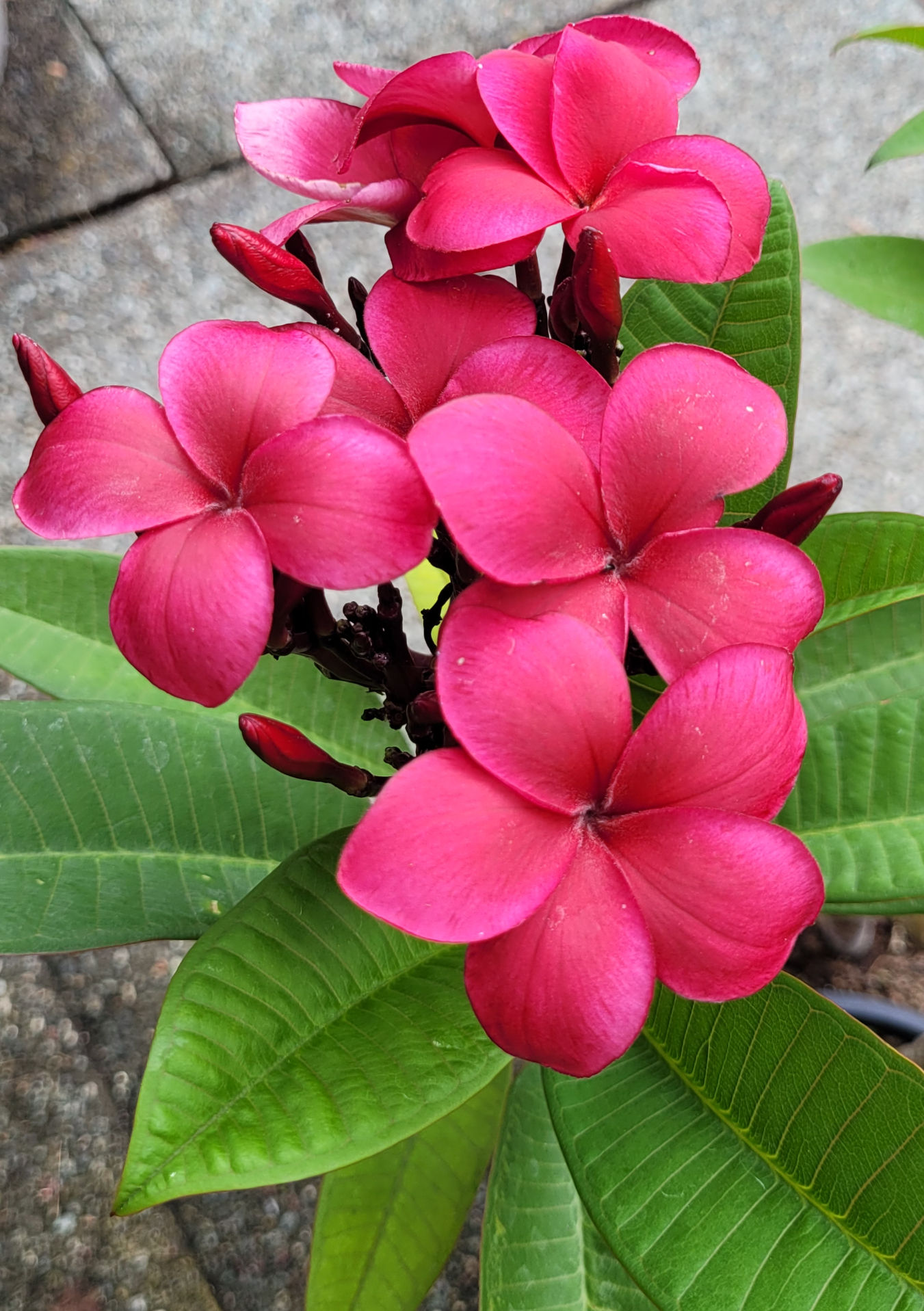 Plumeria/ Frangipani R03
