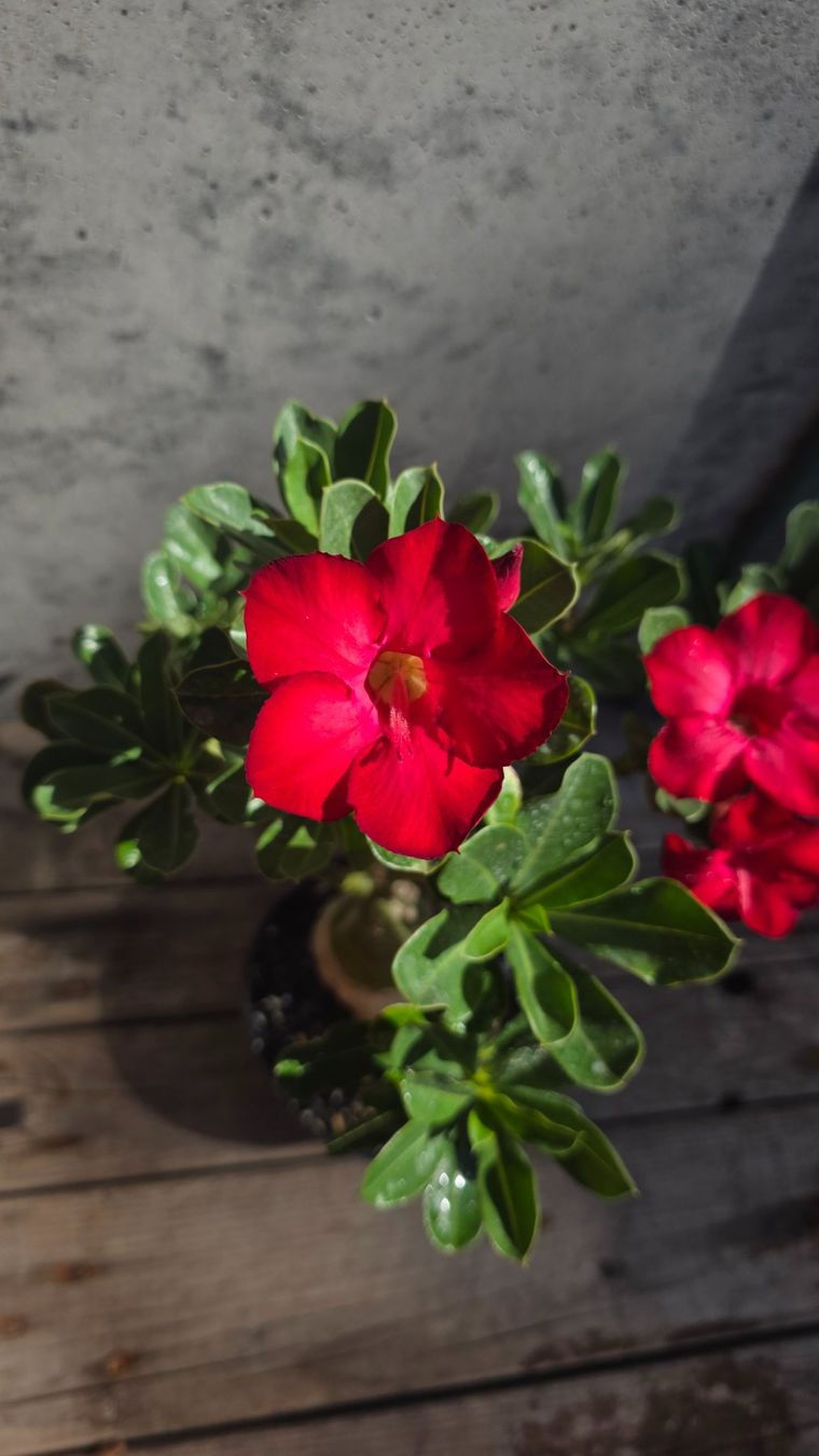 Miniaturbild: Adenium Obesum / Wüstenrose Rot