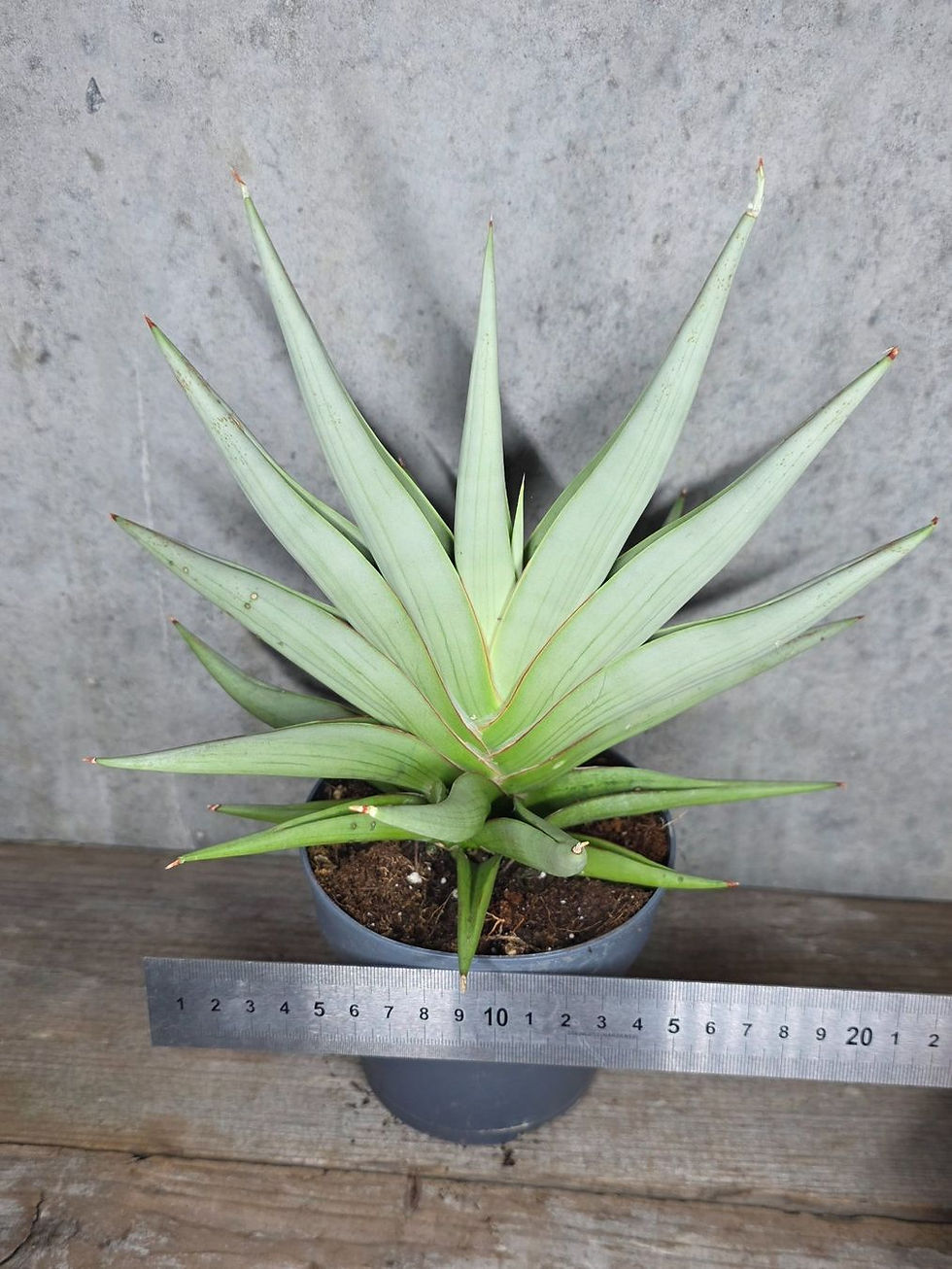 Miniaturbild: Sansevieria 'Chanin Crown'