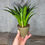 Miniaturbild: Sansevieria Hybrid