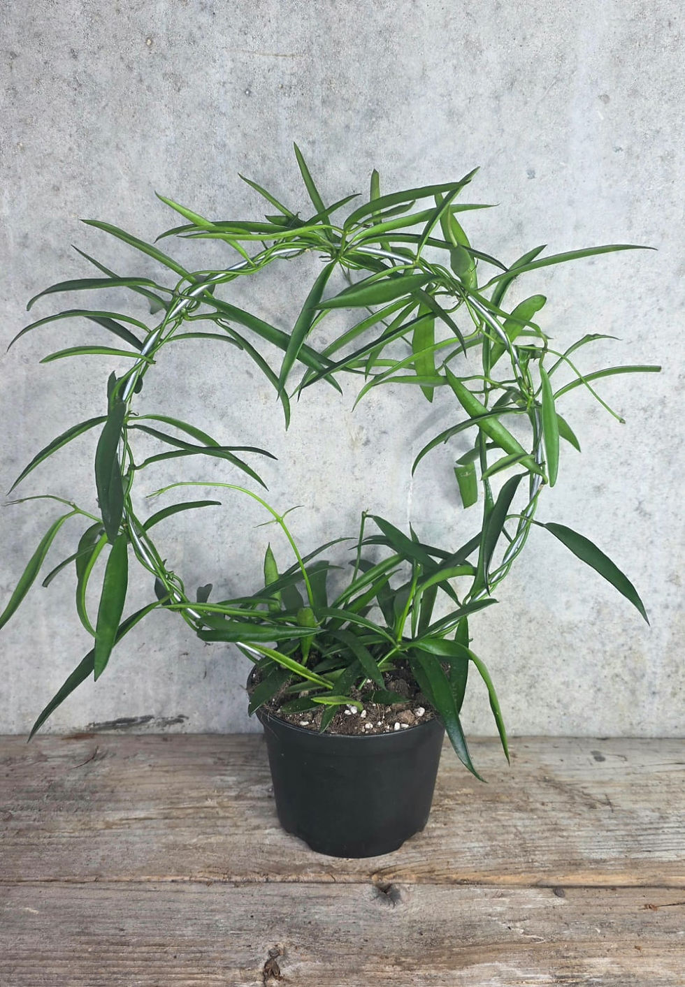 Miniaturbild: Hoya longifolia