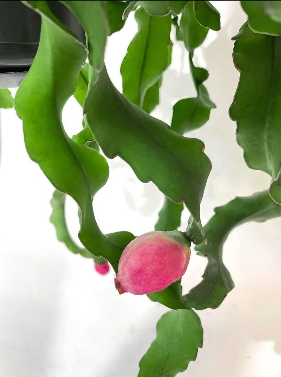Miniaturbild: Epiphyllum Guatemalensis