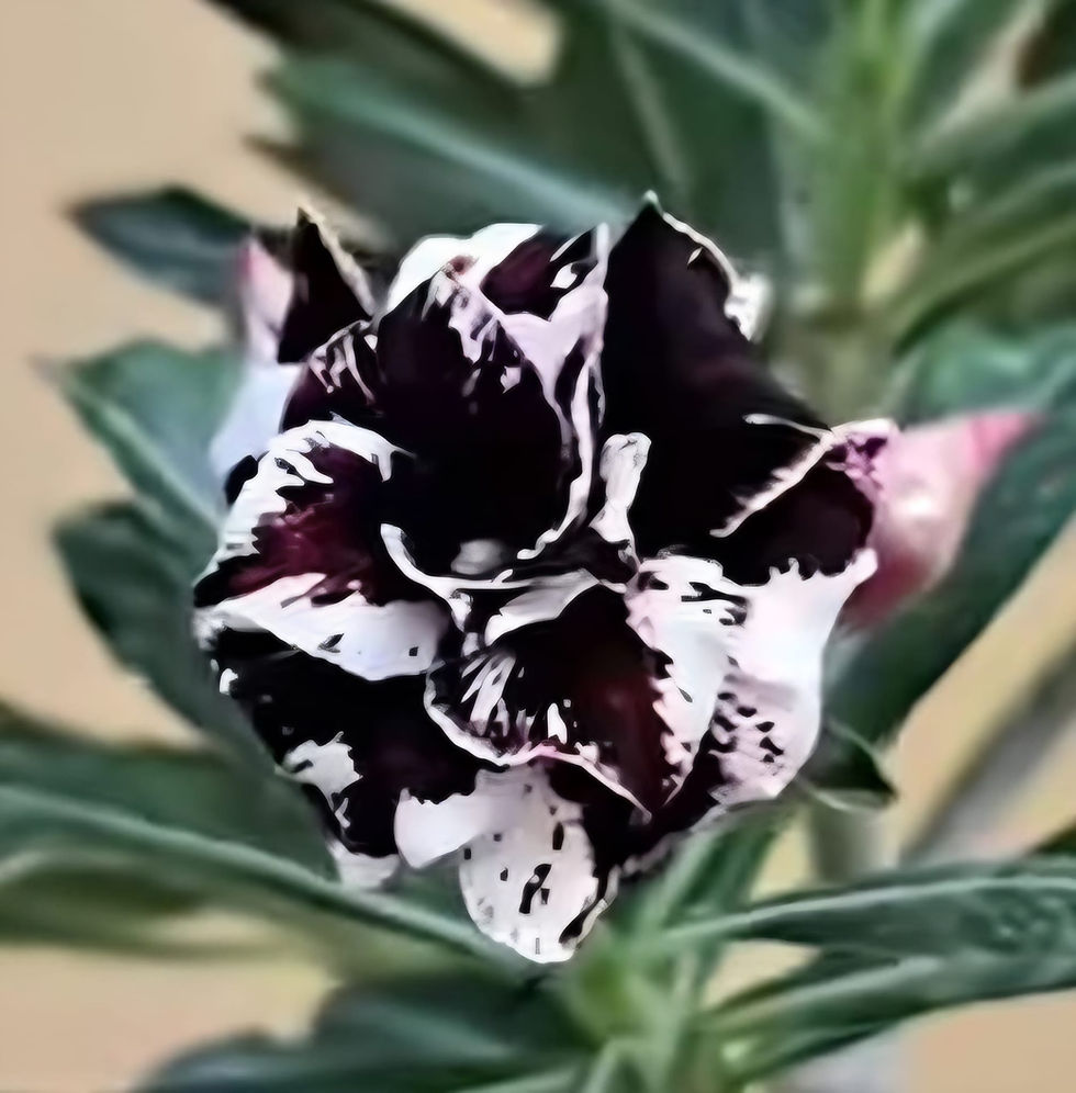 Miniaturbild: Adenium Violett/Weiss Wurzelnackt