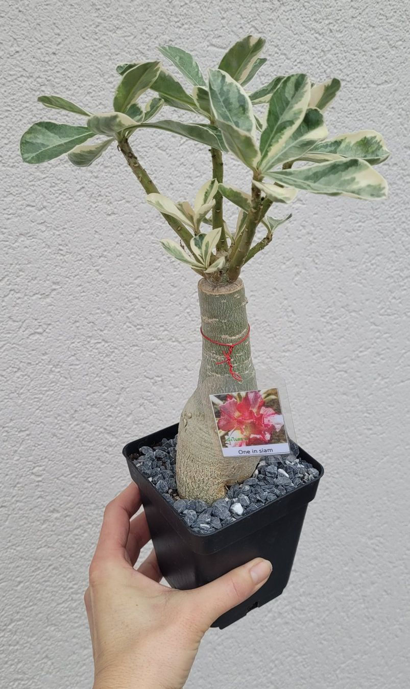 Miniaturbild: Wüstenrose Variegata