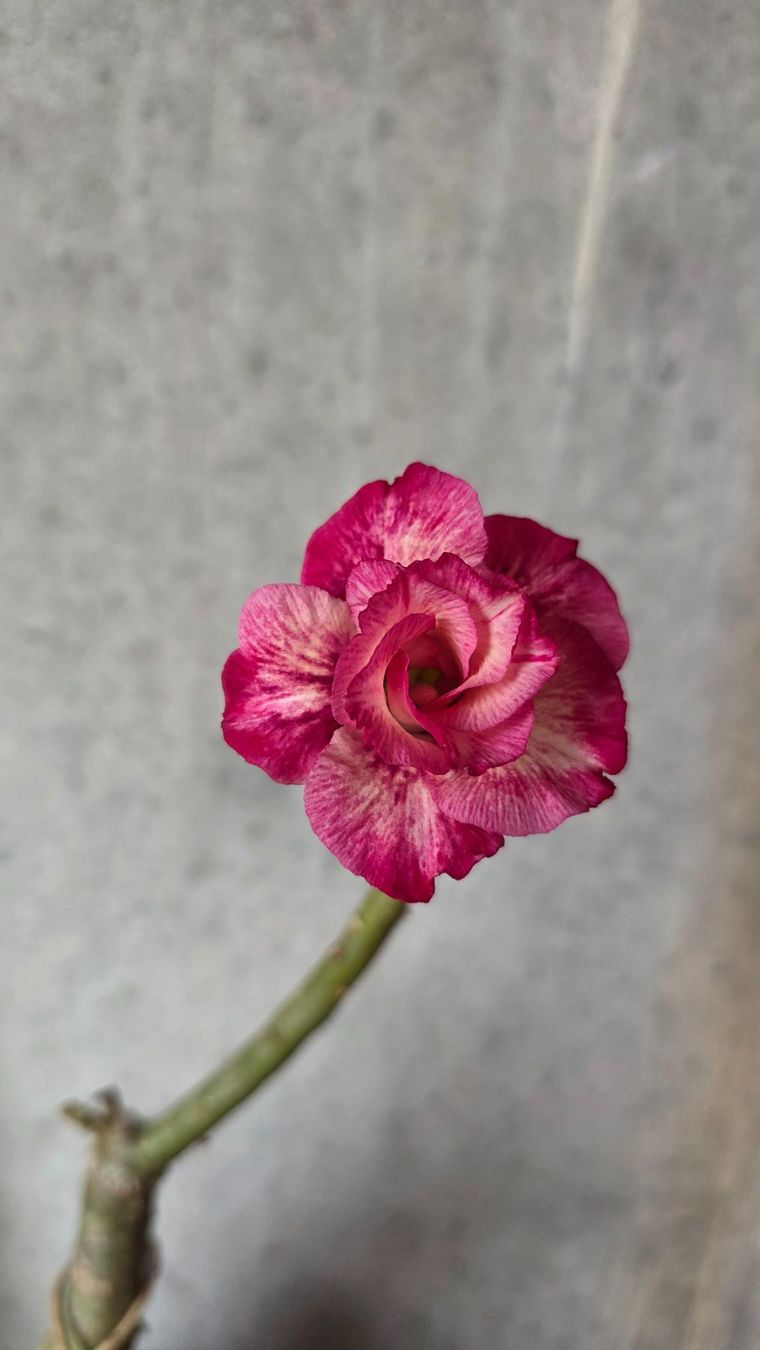 Miniaturbild: Wüstenrose