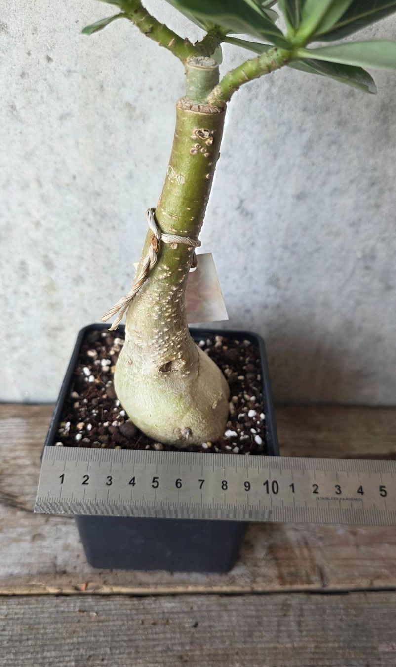 Miniaturbild: Wüstenrose Pj 009