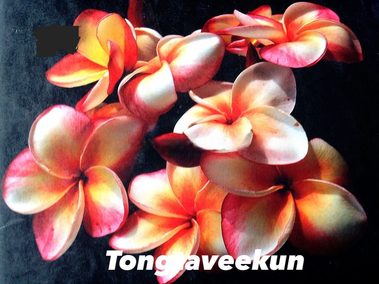 Plumeria / Frangipani Thongtaveekun