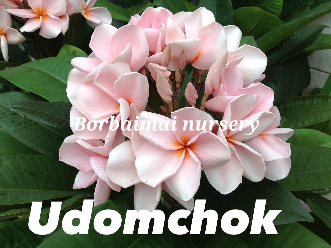 Plumeria / Frangipani Udomchok