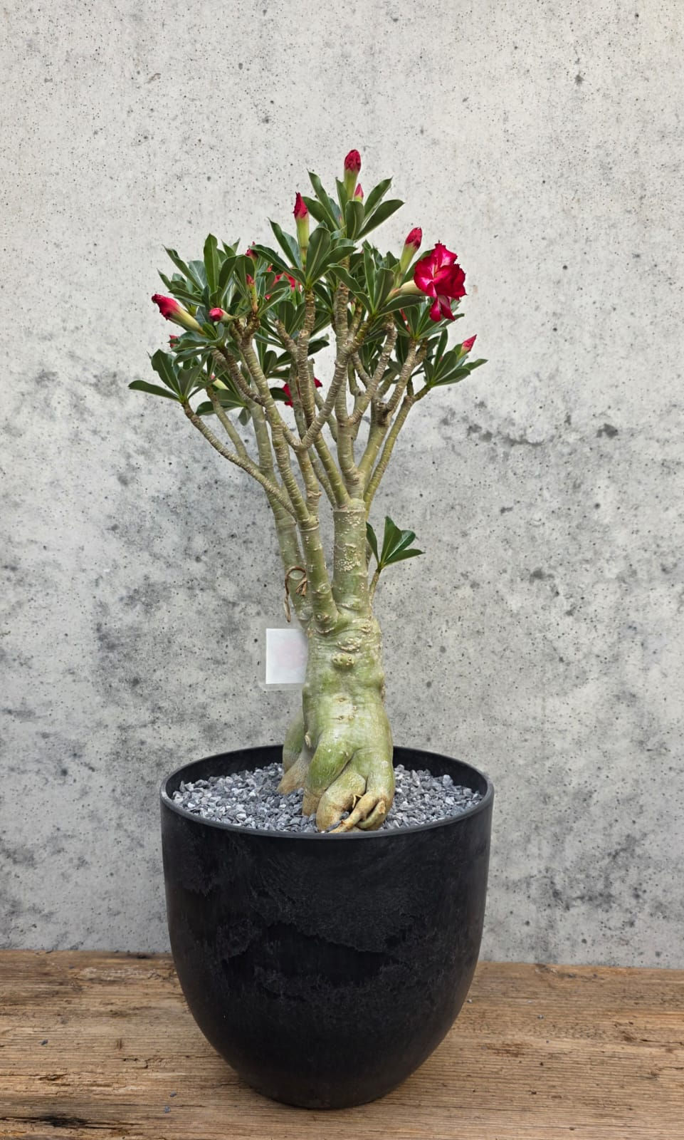 Miniaturbild: Wüstenrose / Adenium