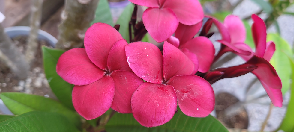 Miniaturbild: Plumeria/ Frangipani R03