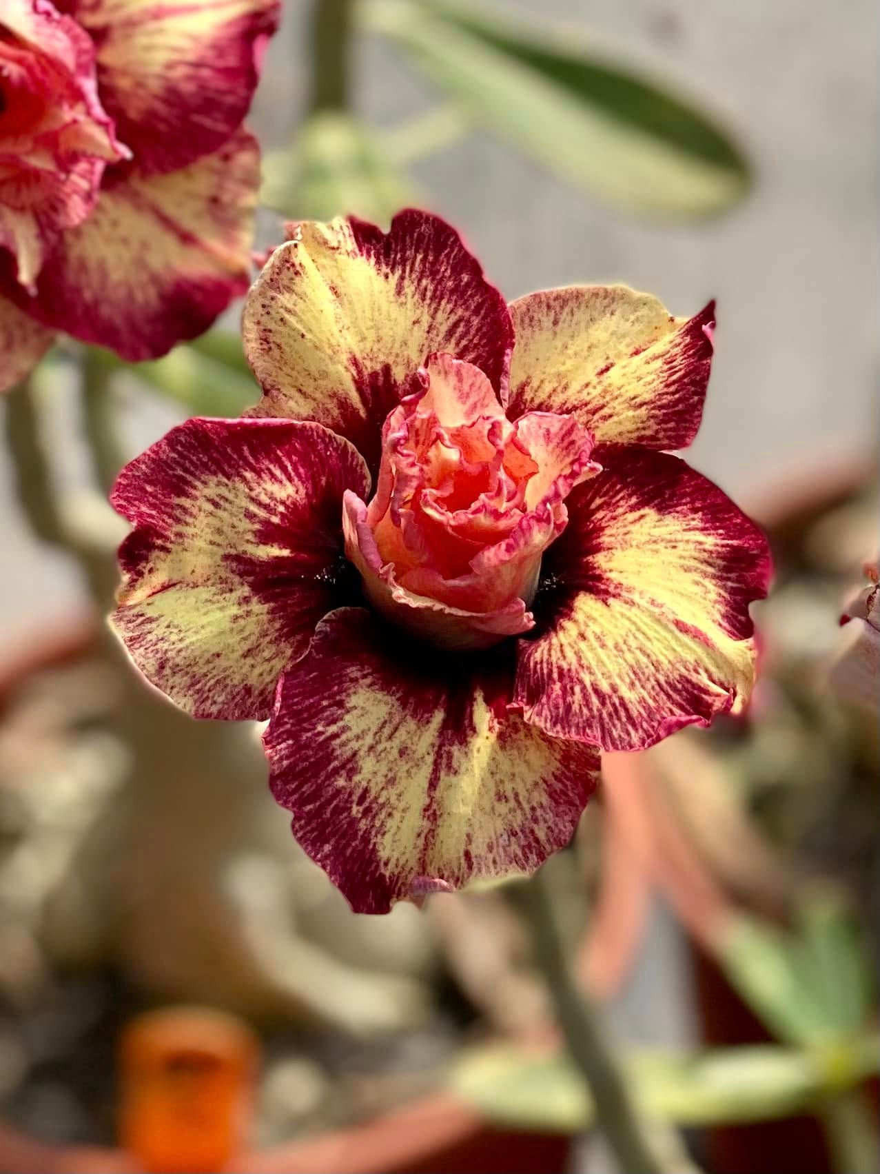 Adenium / Wüstenrose Golden Year II