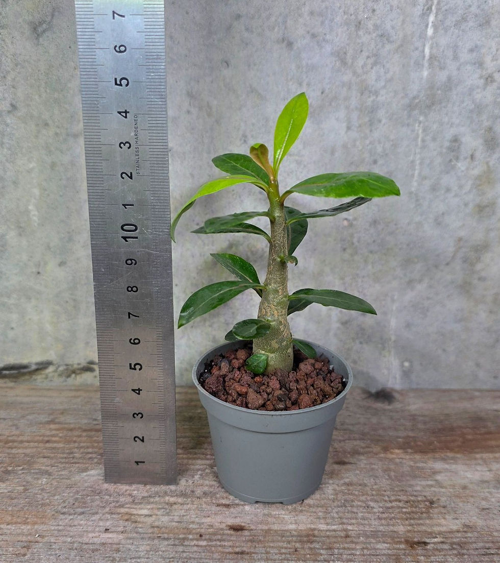 Miniaturbild: Adenium Obesum Sämling