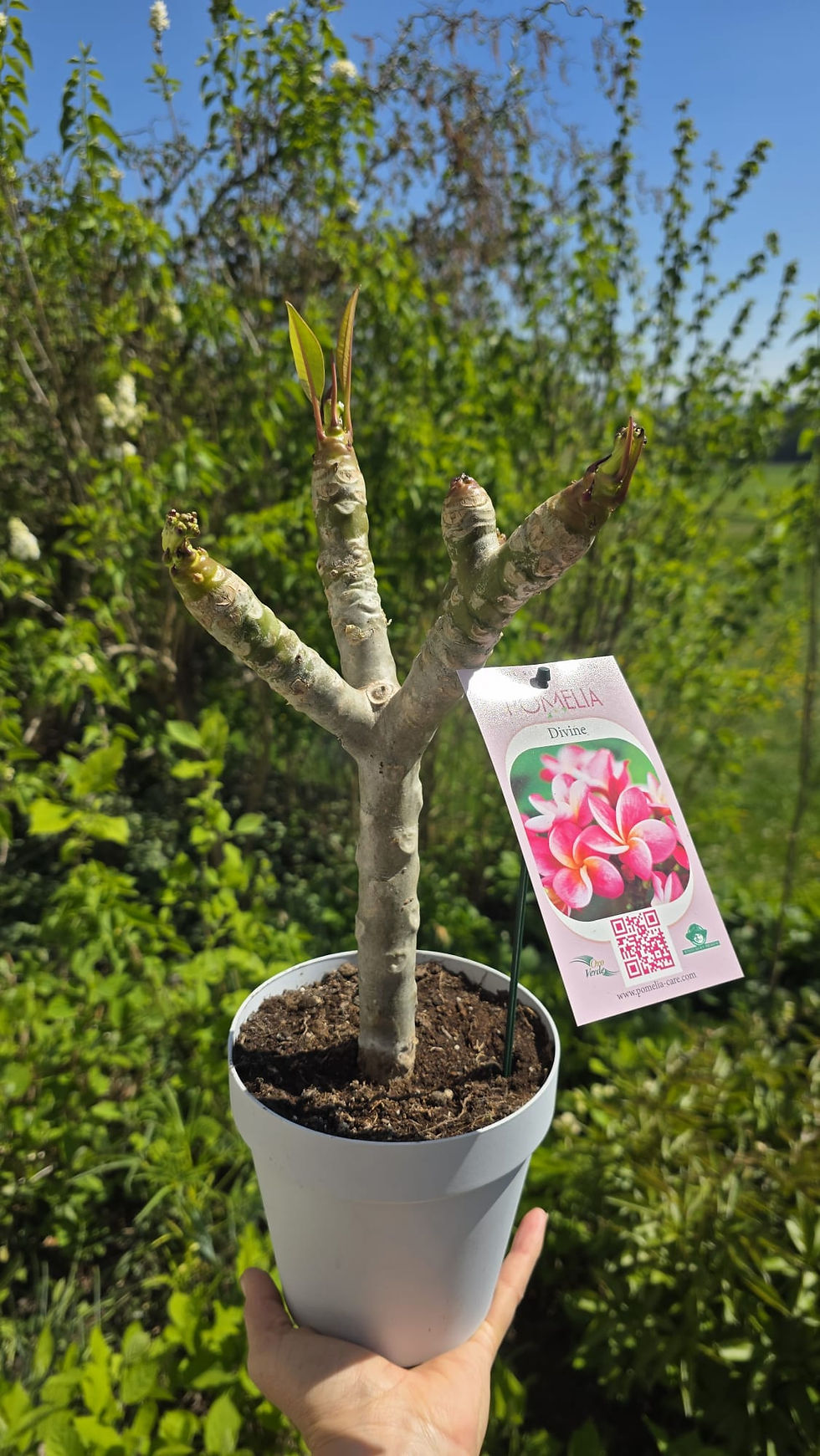 Miniaturbild: Plumeria / Frangipani Divine