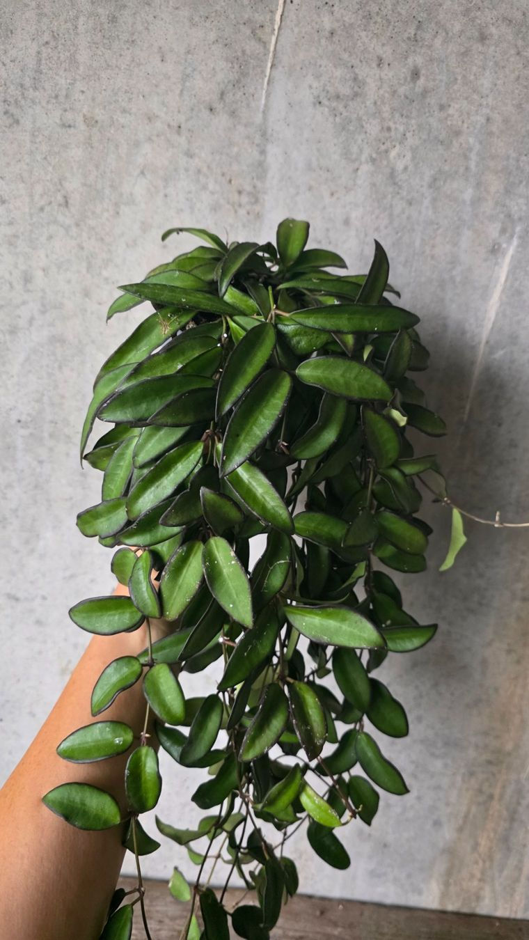 Hoya Rosita im 10er Topf