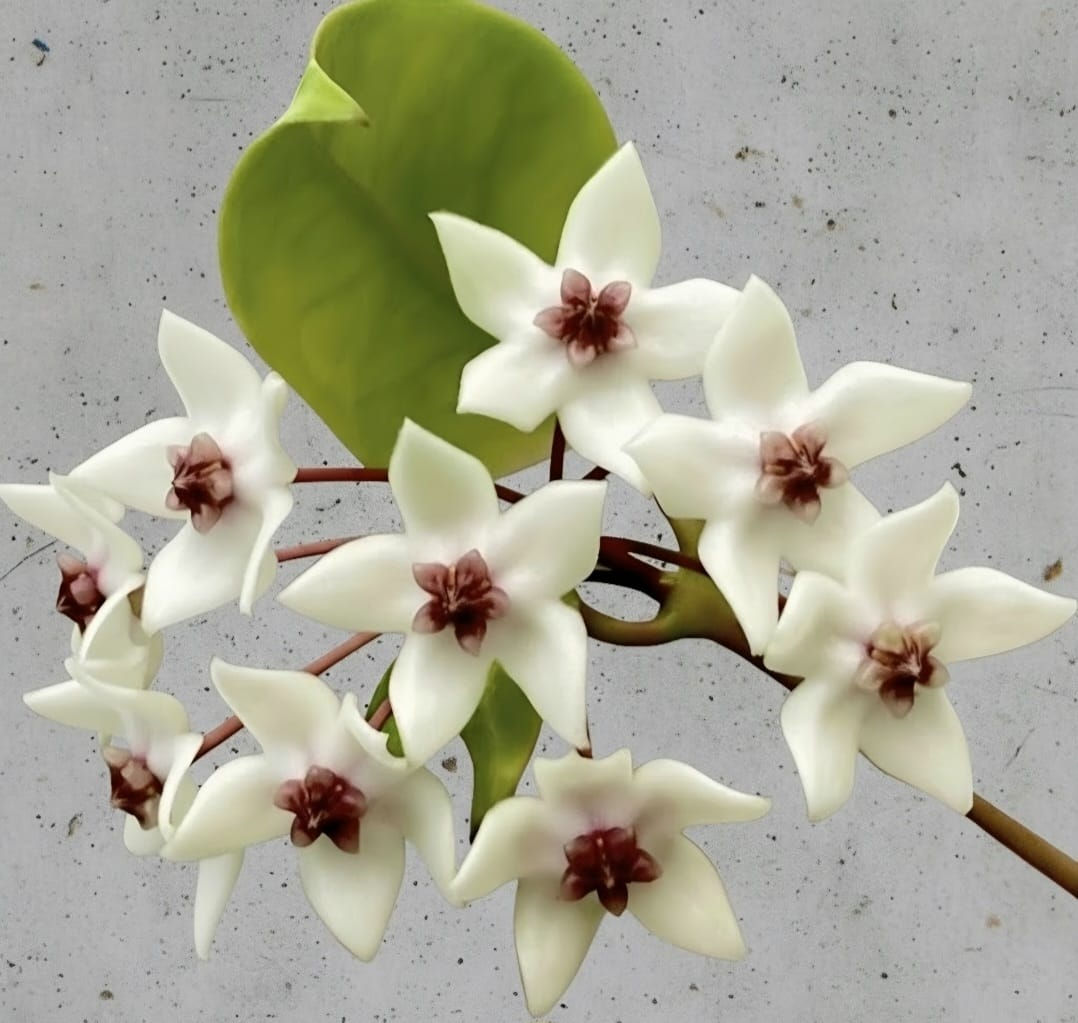 Hoya Paziae