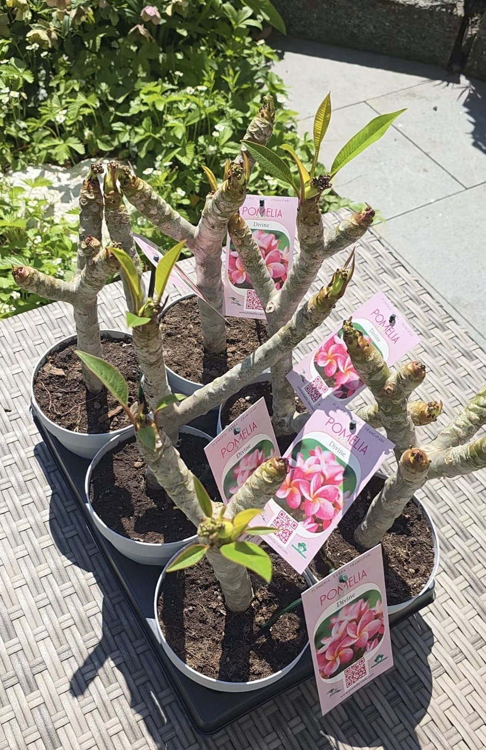 Miniaturbild: Plumeria / Frangipani Divine