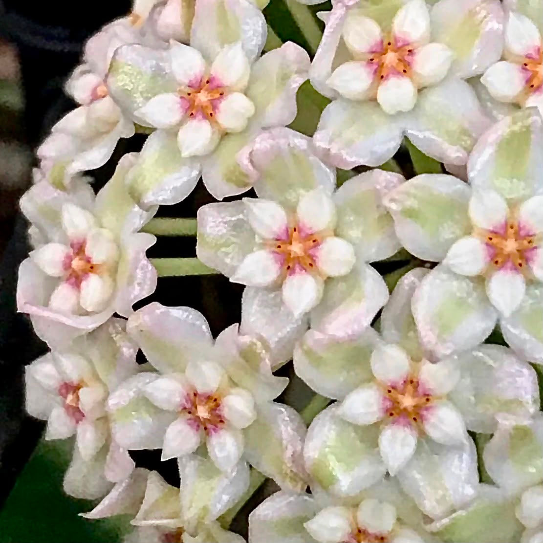 Hoya Verticillata Albo Steckling