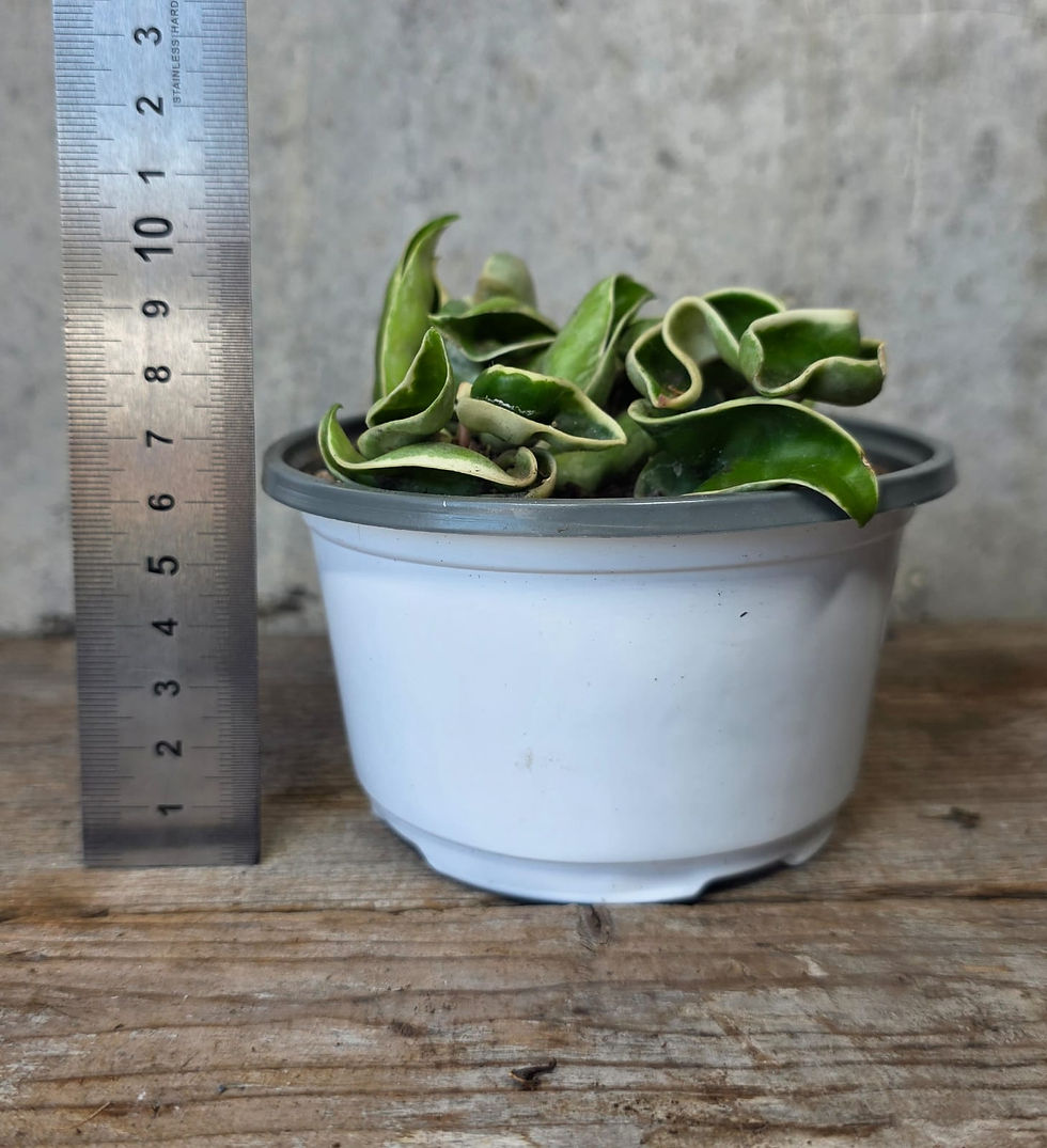 Miniaturbild: Hoya compacta variegata