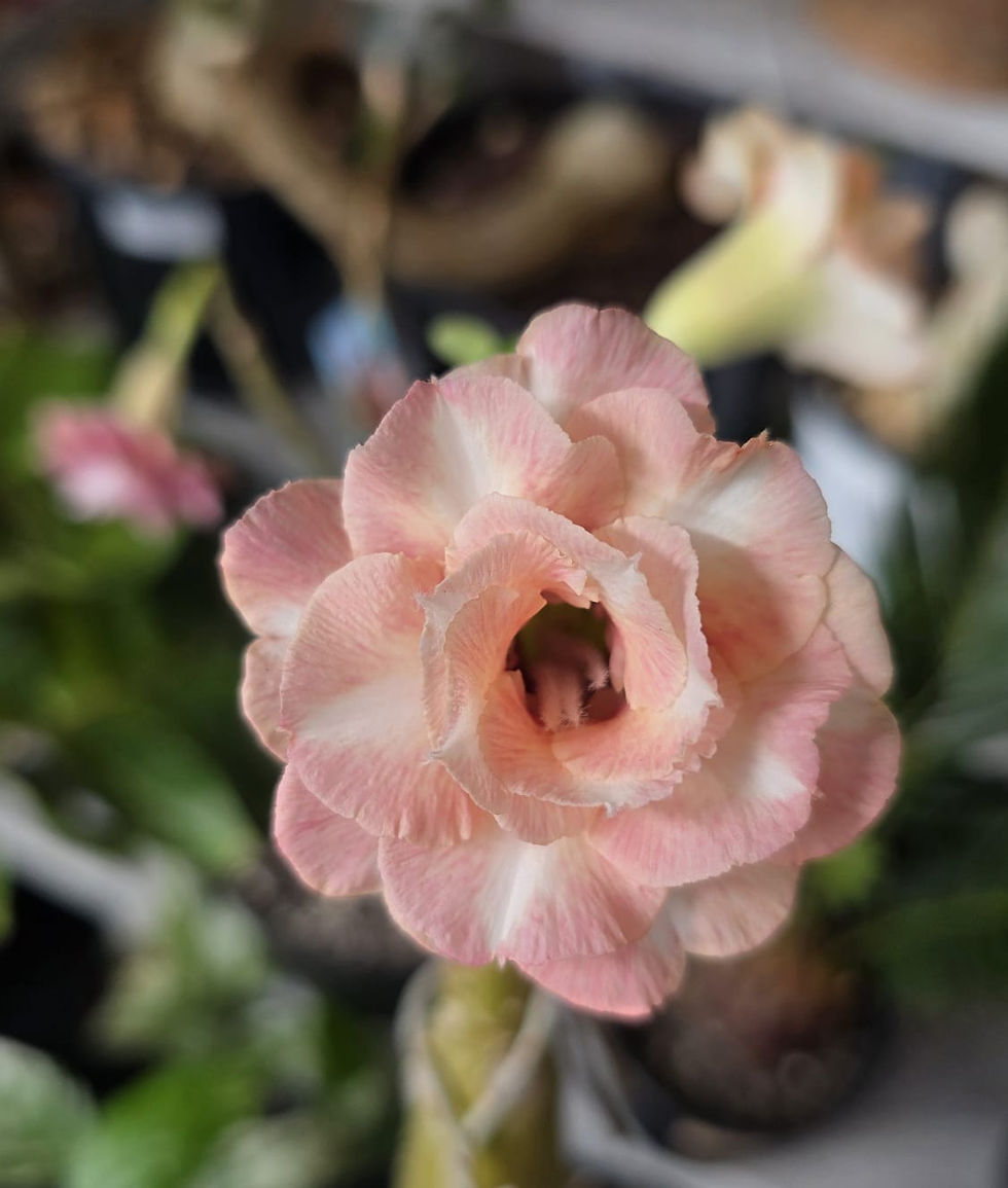 Miniaturbild: Adenium / Wüstenrose