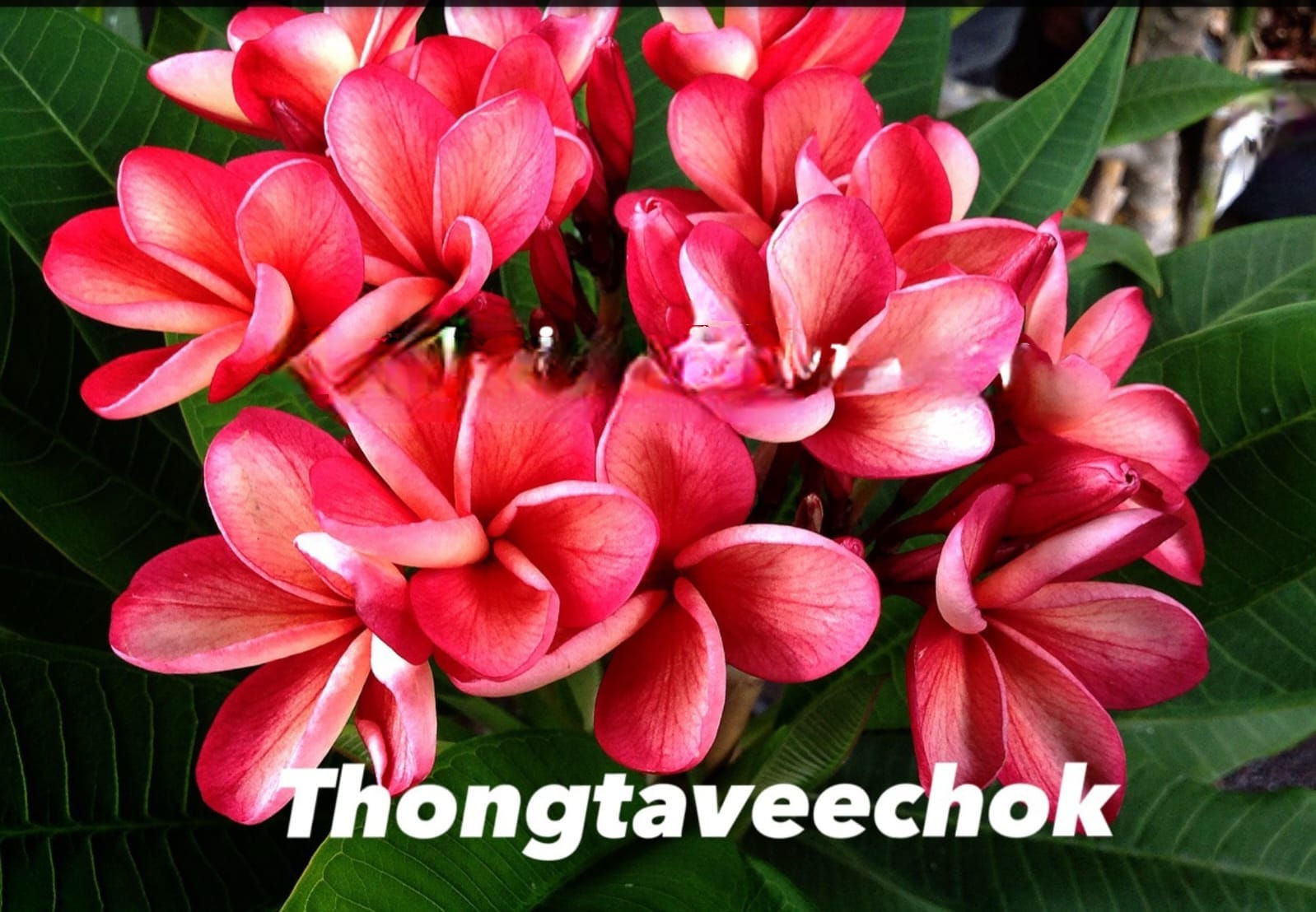 Plumeria / Frangipani Thontaveechok