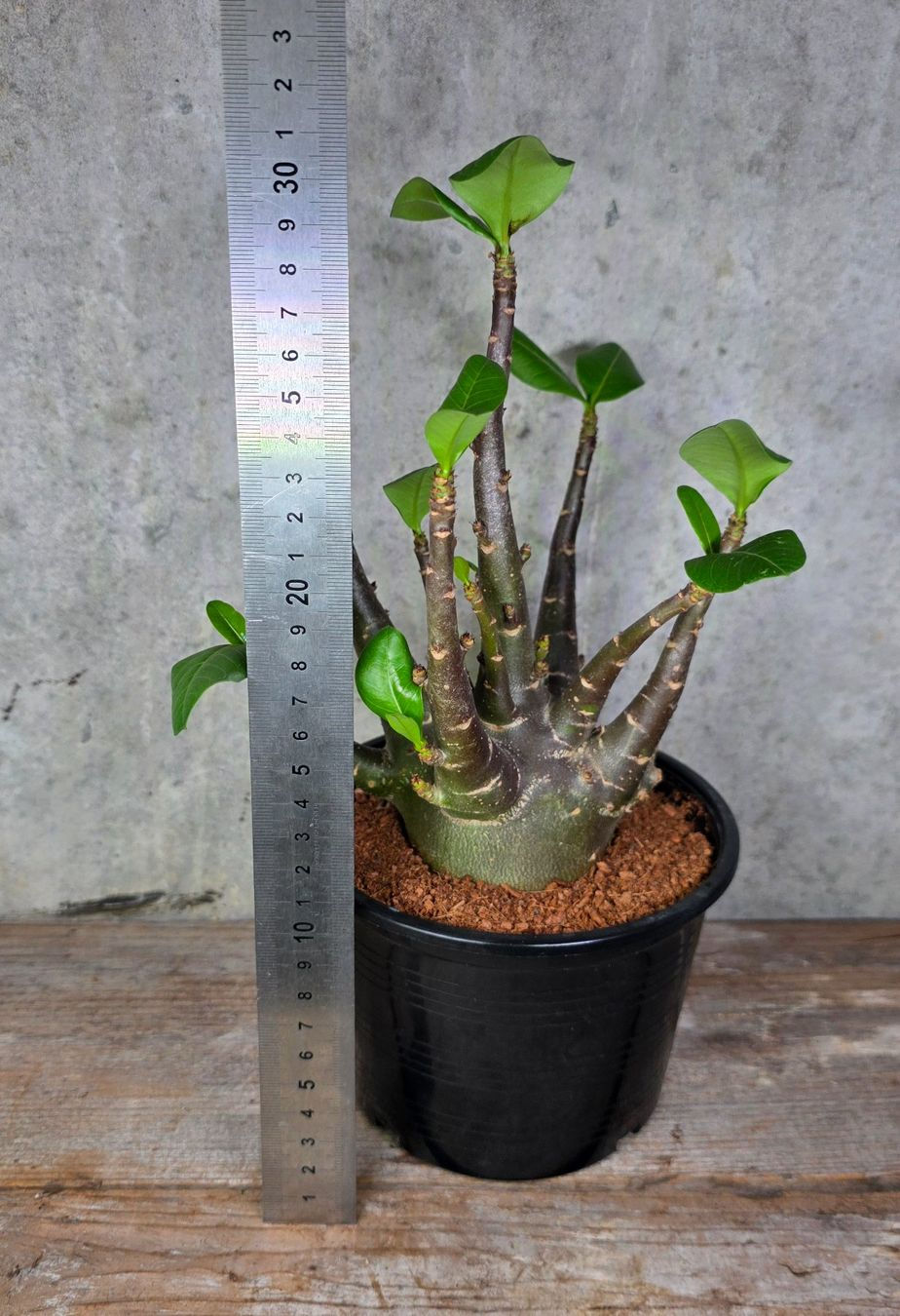 Miniaturbild: Adenium Black Skin