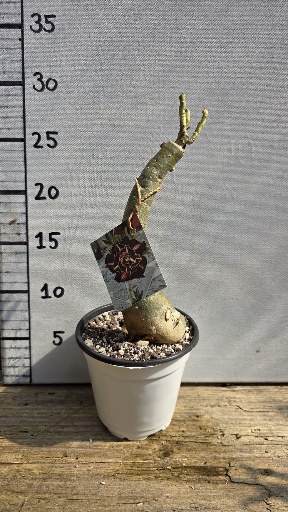 Miniaturbild: Adenium / Wüstenrose