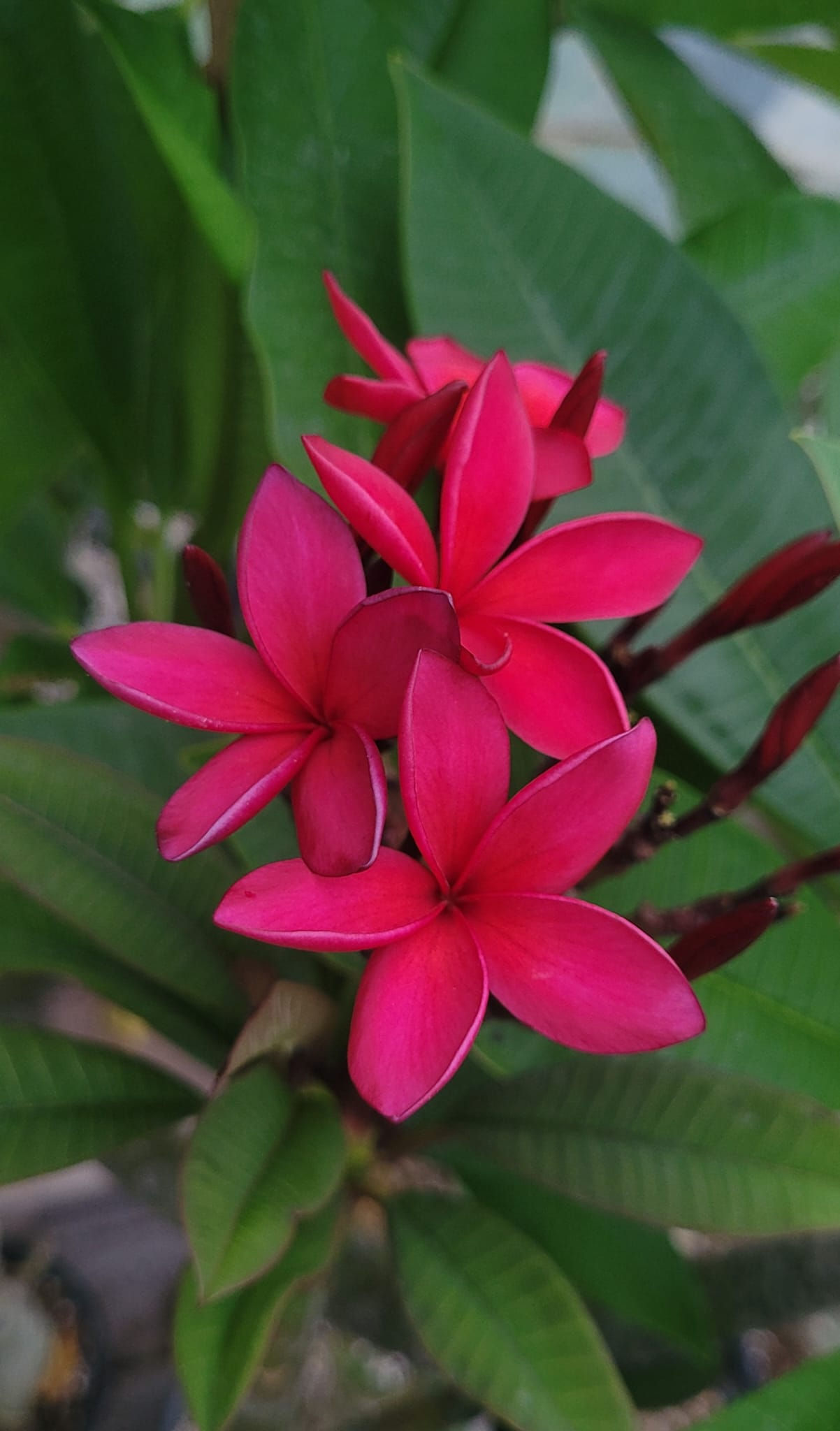 Plumeria Cardinal