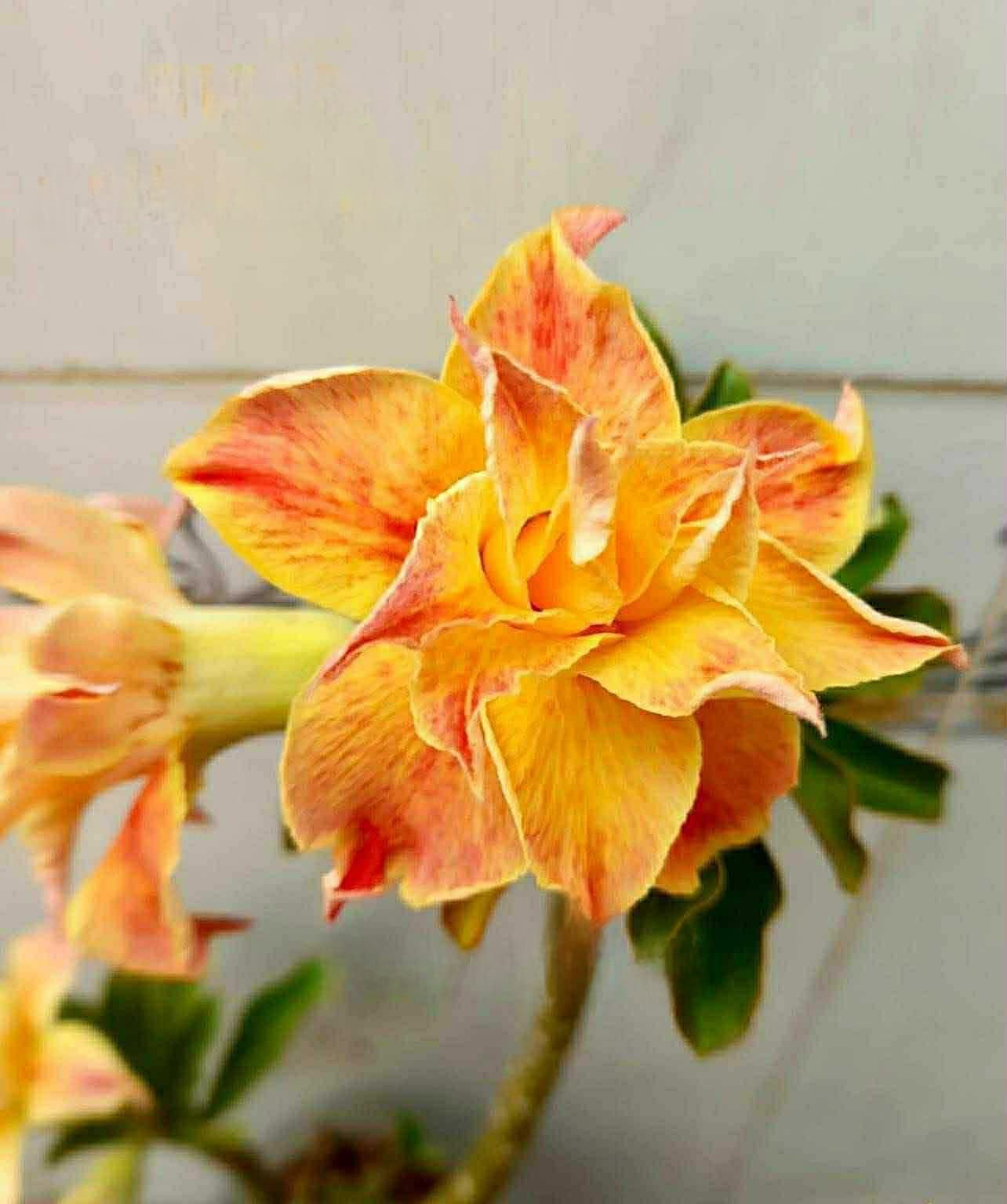 Adenium / Wüstenrose Ha Ru Ko
