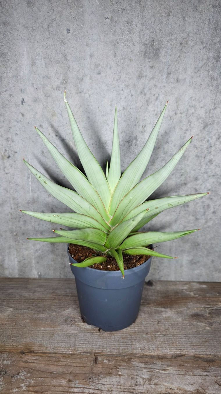 Miniaturbild: Sansevieria 'Chanin Crown'
