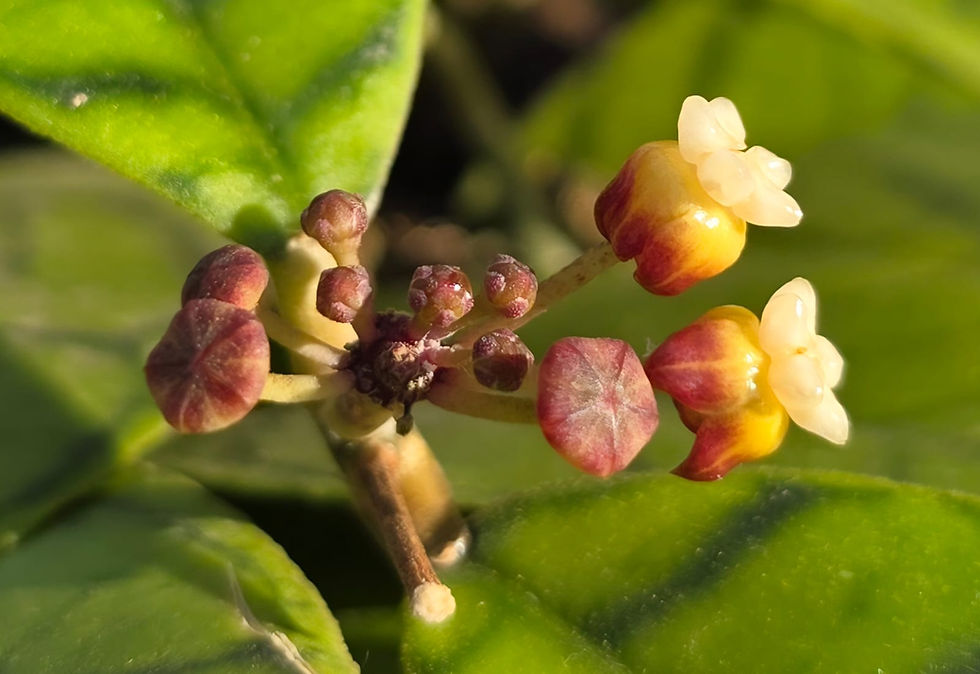 Miniaturbild: Hoya callistophylla