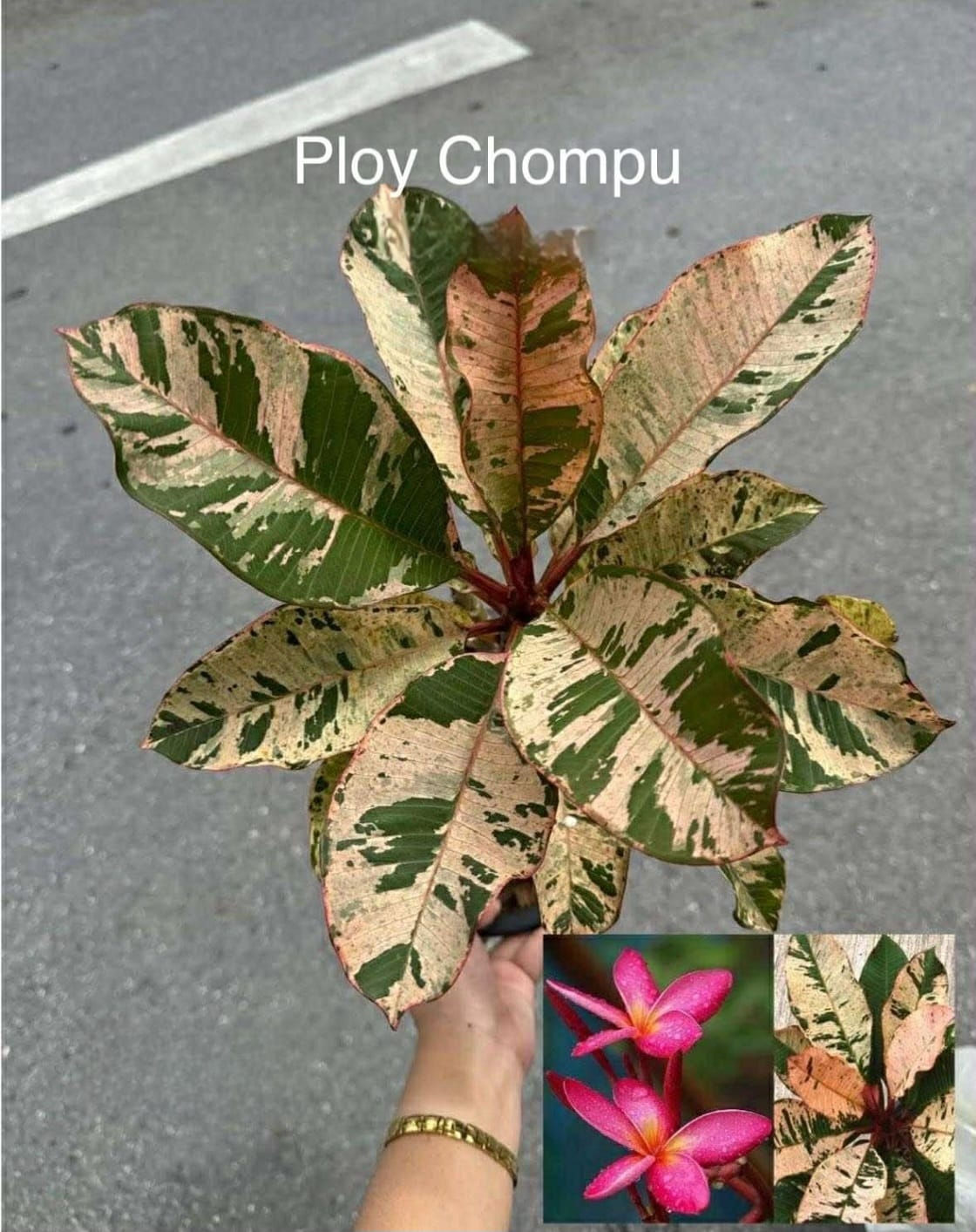 Plumeria Frangipani Chompu Variegata