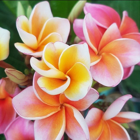 frangipani-plumeria-mystique (5).jpg