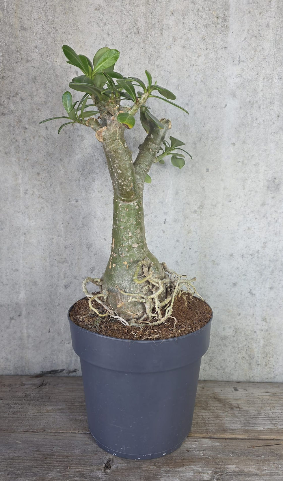 Miniaturbild: Adenium Obesum / Wüstenrose XL