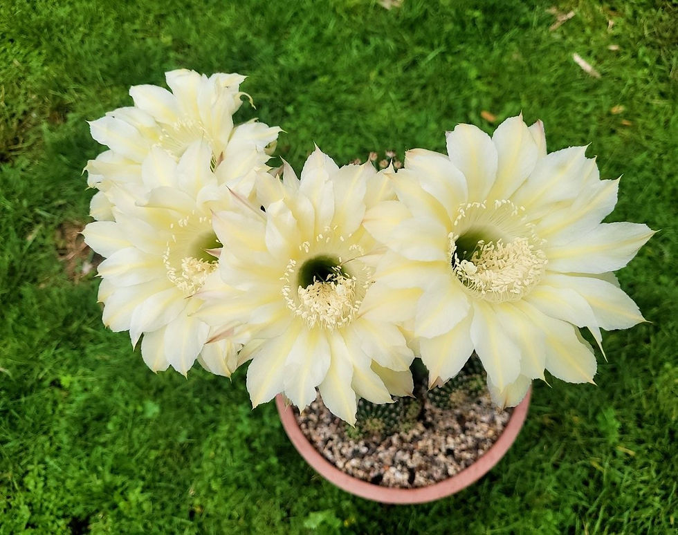 Miniaturbild: Echinopsis Hybride gelb