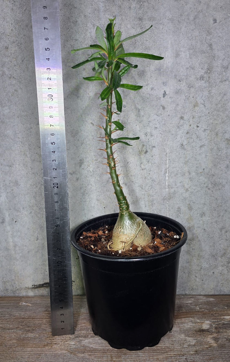 Miniaturbild: 🌿 Pachypodium succulenum