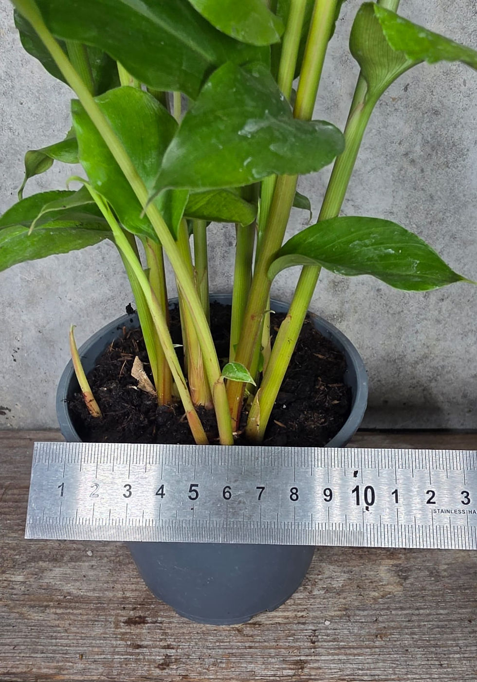 Miniaturbild: Bio Kardamom Pflanze - Zimtpflanze