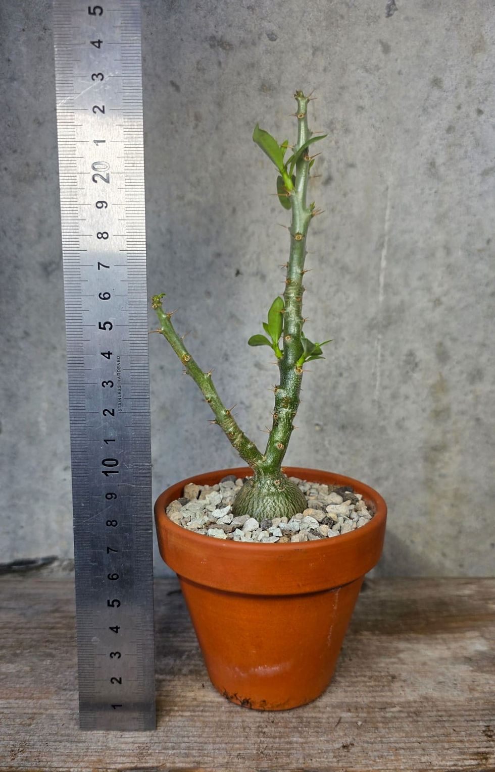 Miniaturbild: Pachypodium bispinosum