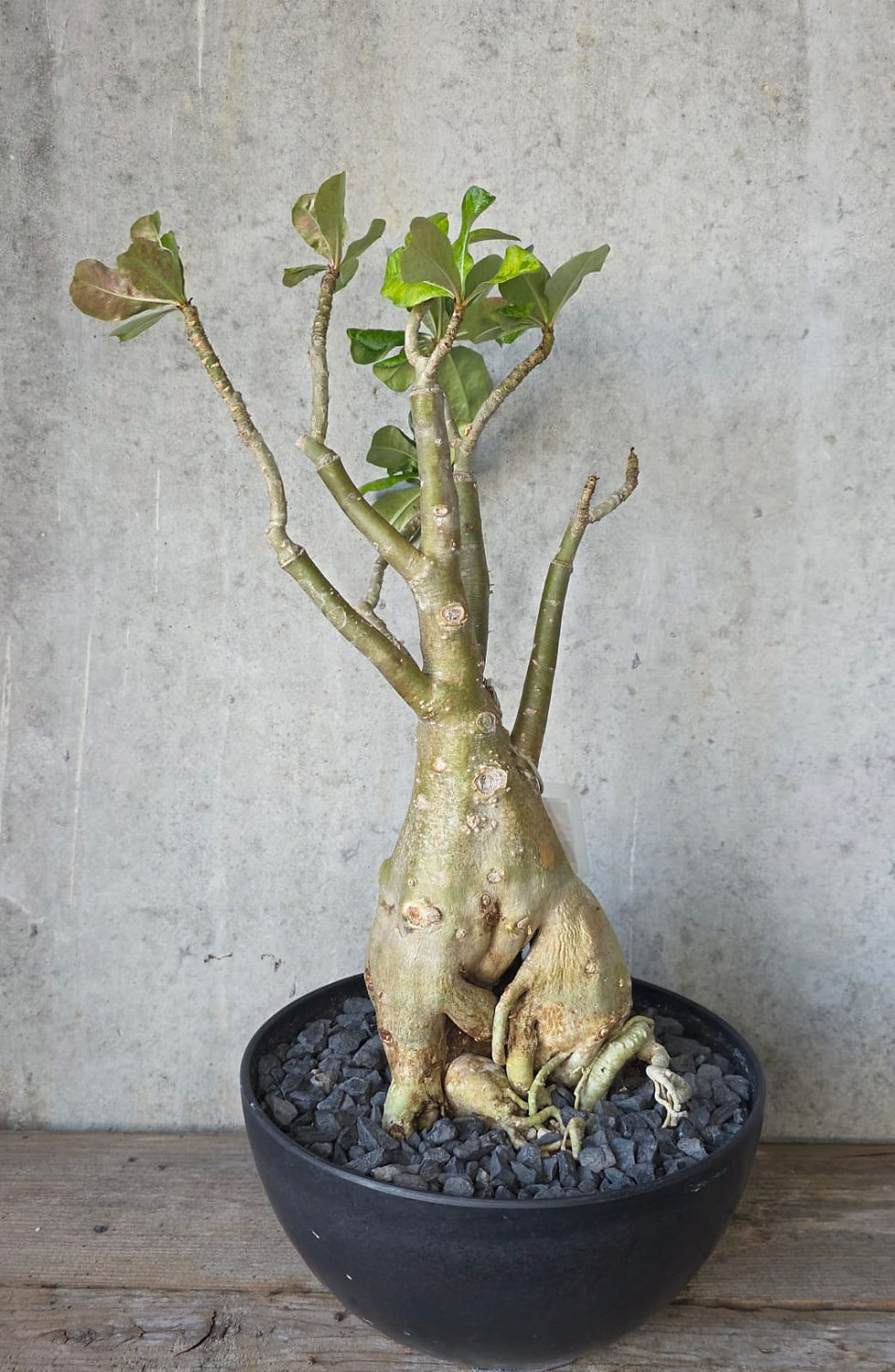 Miniaturbild: Grosse Wüstenrose mit seltener Blütenfarbe