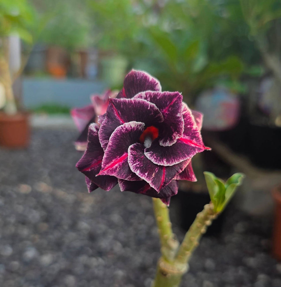 Miniaturbild: Adenium Violett/Weiss
