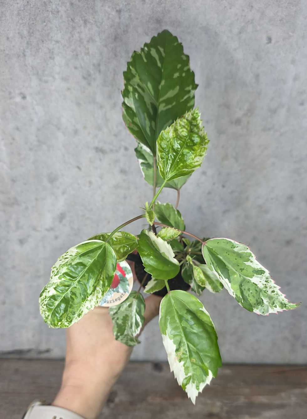 Miniaturbild: Hibiscus rosa-sinensis 'Variegata'