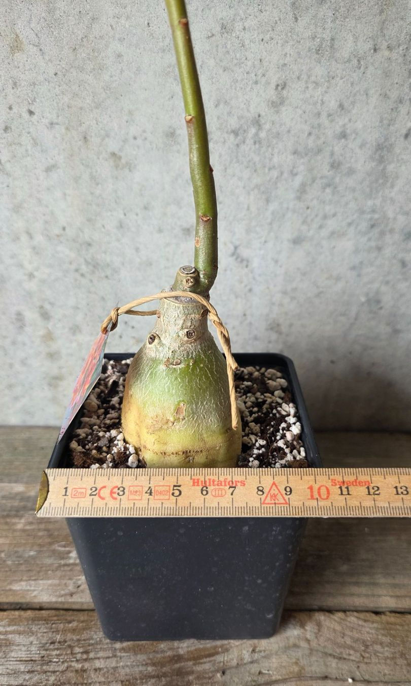 Miniaturbild: Wüstenrose Pj 035