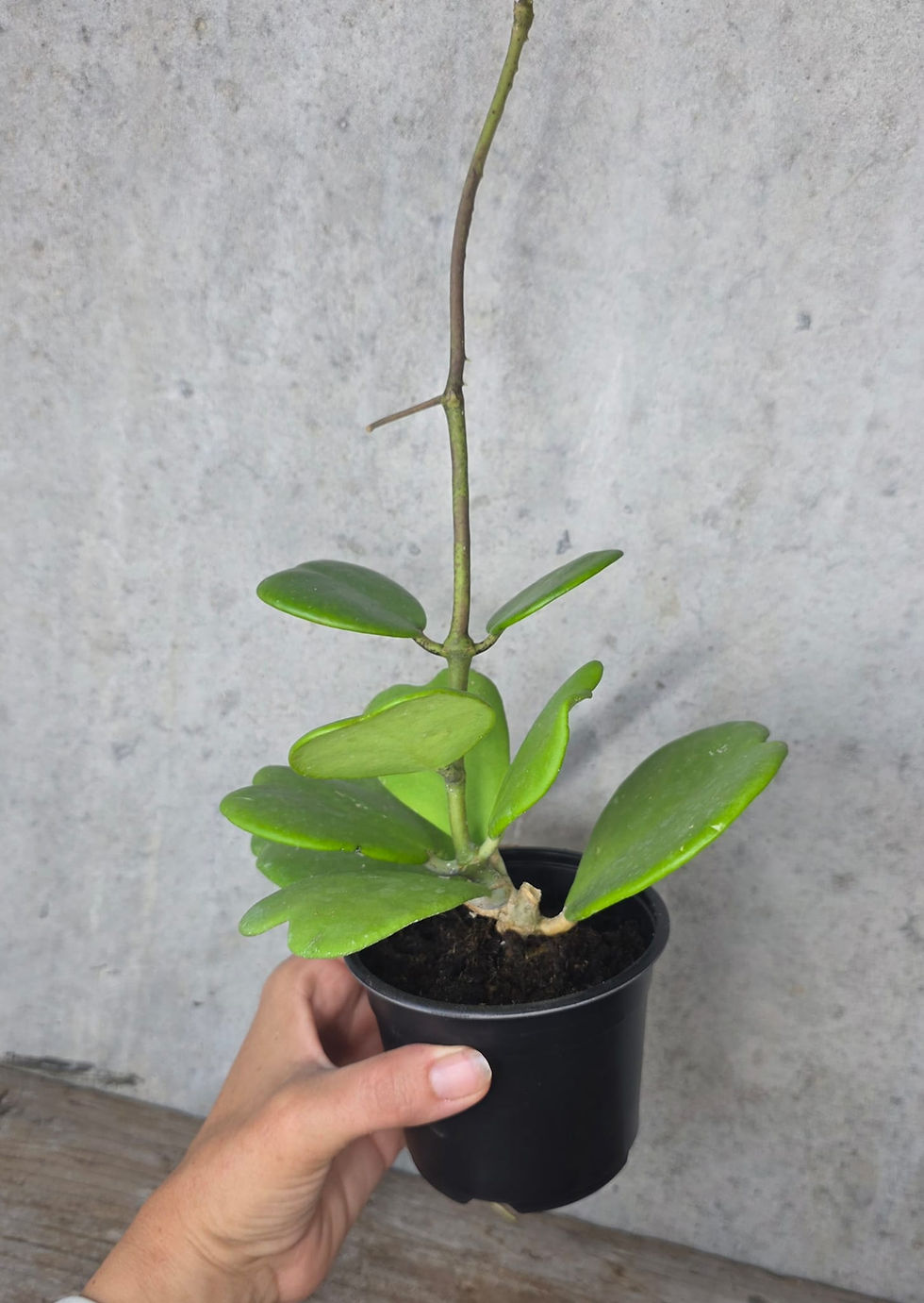 Miniaturbild: Hoya Kerrii