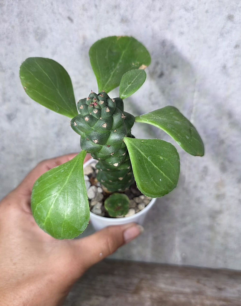 Miniaturbild: Euphorbia ritchiei- Exotische Schönheit für Sukkulentenliebhaber