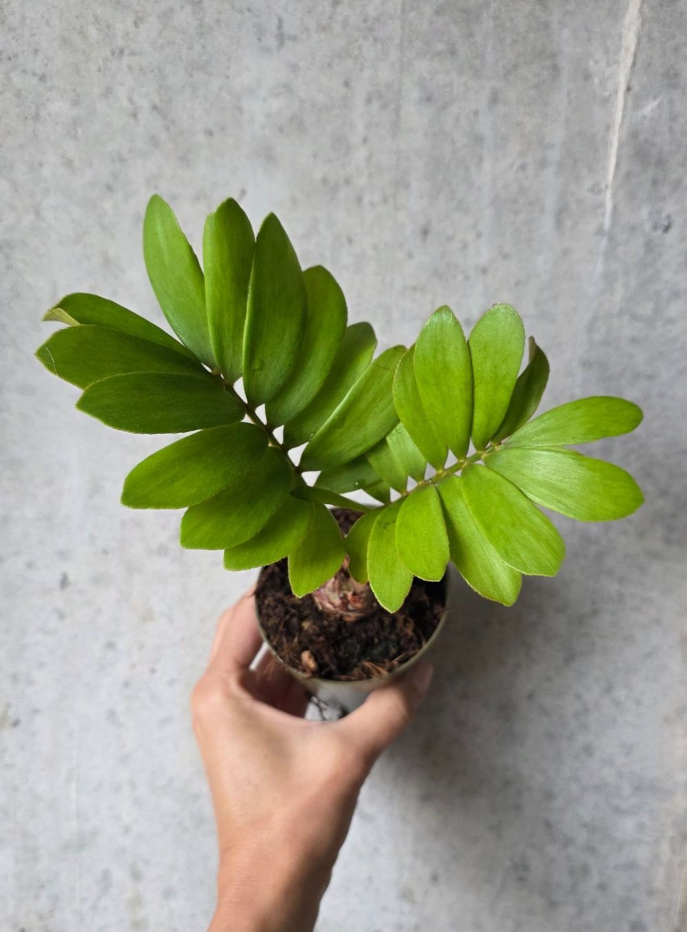 Zamia Furfuracea