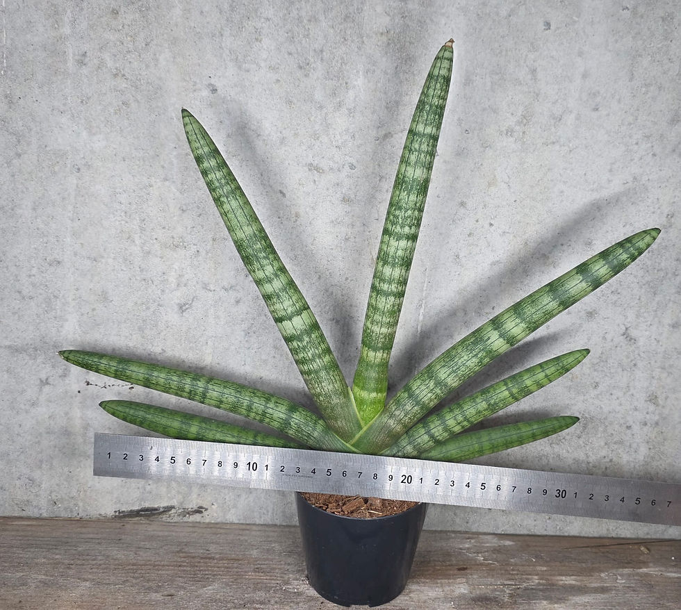 Miniaturbild: Sansevieria cylindrica skyline